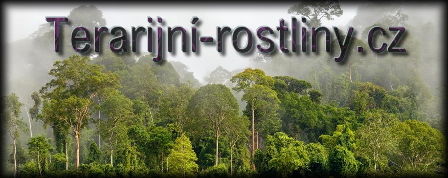 www.terarijni-rostliny.cz