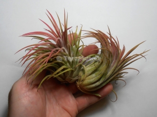 Tillandsia ionantha PEARL OF AMAZONIA