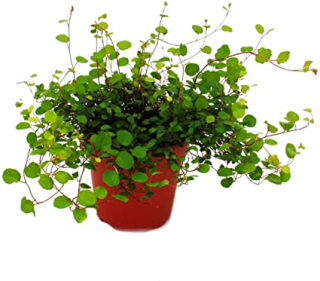 Muehlenbeckia complexa - drobnolistá popínavka