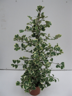 EXKLUZIVNĚ Ficus triangularis - velmi špatně dostupný nádherný druh