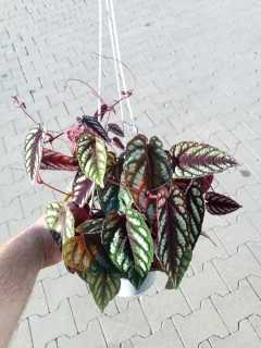 Cissus discolor / Javana - Žumen - nádherně zbarvená popínavka