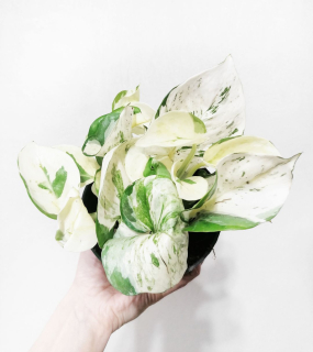 Epipremnum aureum Manjula - vysoký podíl bílé barvy