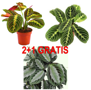 Maranta leuconeura MULTIPACK - 2+1 GRATIS