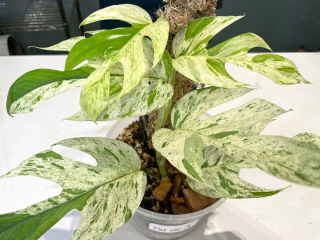 Epipremnum pinnatum Marble King - NOVINKA - krásně panašovaná forma