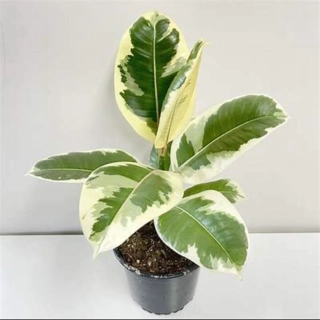 Ficus elastica TINEKE