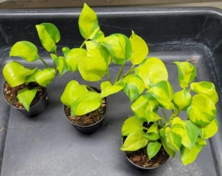 Epipremnum aureum NJOY GOLD VARIEGATA - špatně dostupná novinka