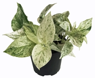 Epipremnum aureum Marble Queen - vysoký podíl bílé barvy
