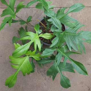 Philodendron panduriforme - velké, hustě olistěné rostliny