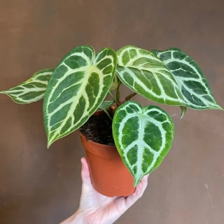 Anthurium crystallinum SILVER SPLASH - krásná novinka