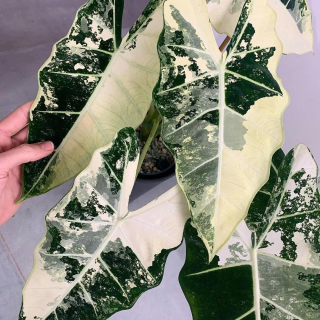 Alocasia frydek Variegata - super genetika, vysoký podíl bílé