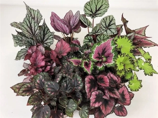 Begonia rex - nádherně vybarvené