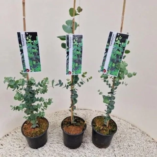 Blahovičník - Eucalyptus gunni