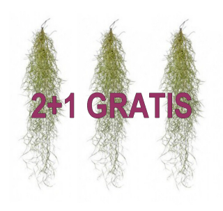 Tillandsia usneoides - 2+1 GRATIS