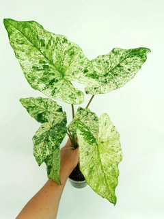 Alocasia macrorrhiza Variegata - super genetika, vysoký podíl bílé