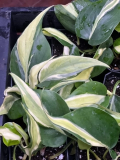 Philodendron hederaceum RIO - nádherně zbarvená